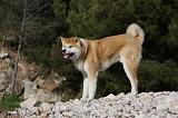 AKITA INU 271